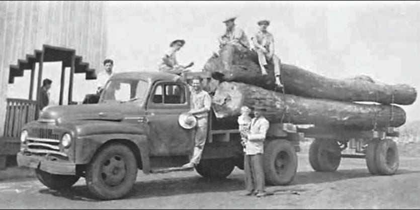 Umuarama é Uma Das Sete Metrópoles Mais Arborizadas Do Brasil! (4)