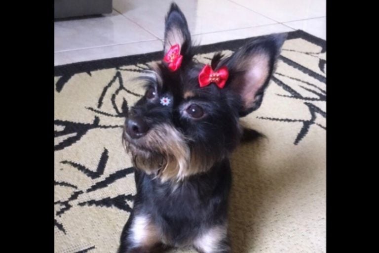Ataque De Pitbull Resulta Em Morte De Cachorrinha Em Umuarama