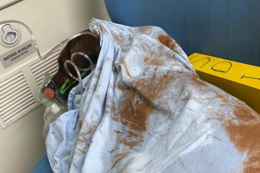 Cachorra Prenha é Salva Após Tutor Colocar Fogo Em Casa; Vídeo (2)