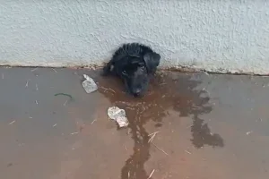 Cadela Fica Presa Em Cano De Muro E é Resgatada Por Bombeiros