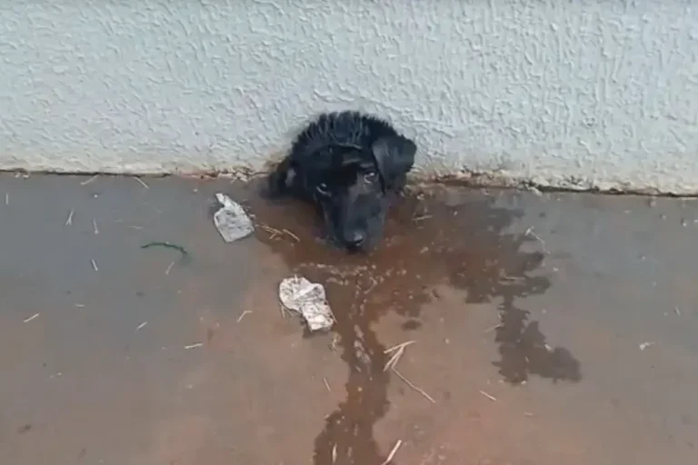 Cadela Fica Presa Em Cano De Muro E é Resgatada Por Bombeiros