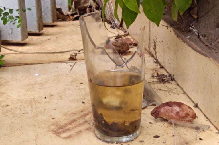 Casos De Dengue Da Regional De Umuarama Sobem Para 4.385