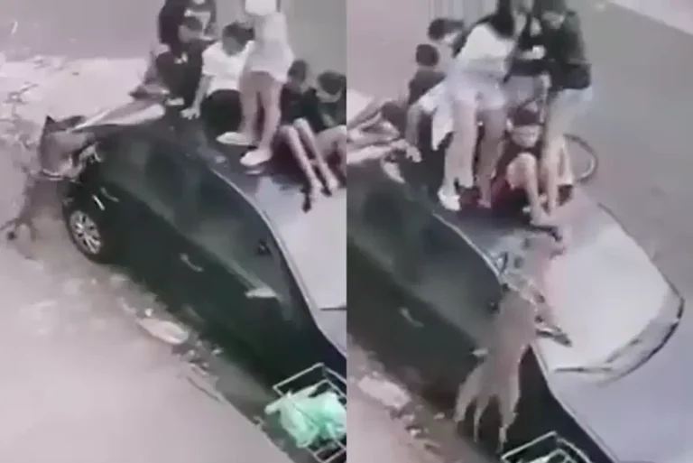 Crianças E Adolescentes Sobem Em Carro Para Fugir De Ataque De Cão
