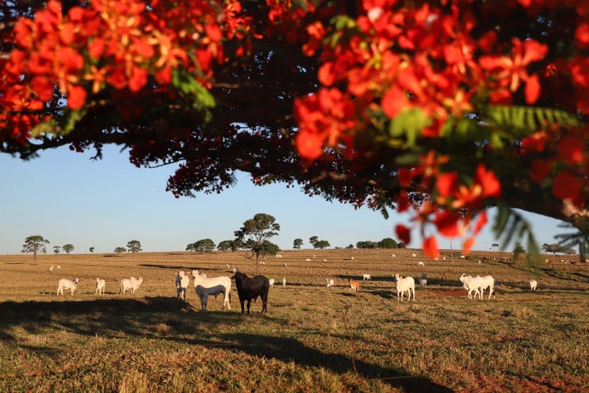 Gado No Pasto. Foto: José Fernando Ogura/aen