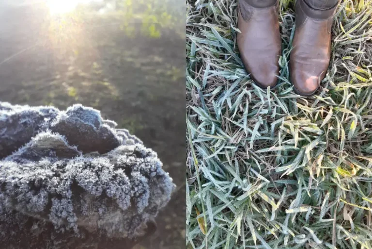 Frio Intenso Provoca Geada Em Municípios Do Paraná Palmas Registra Sensação De 12,5 ºc 4