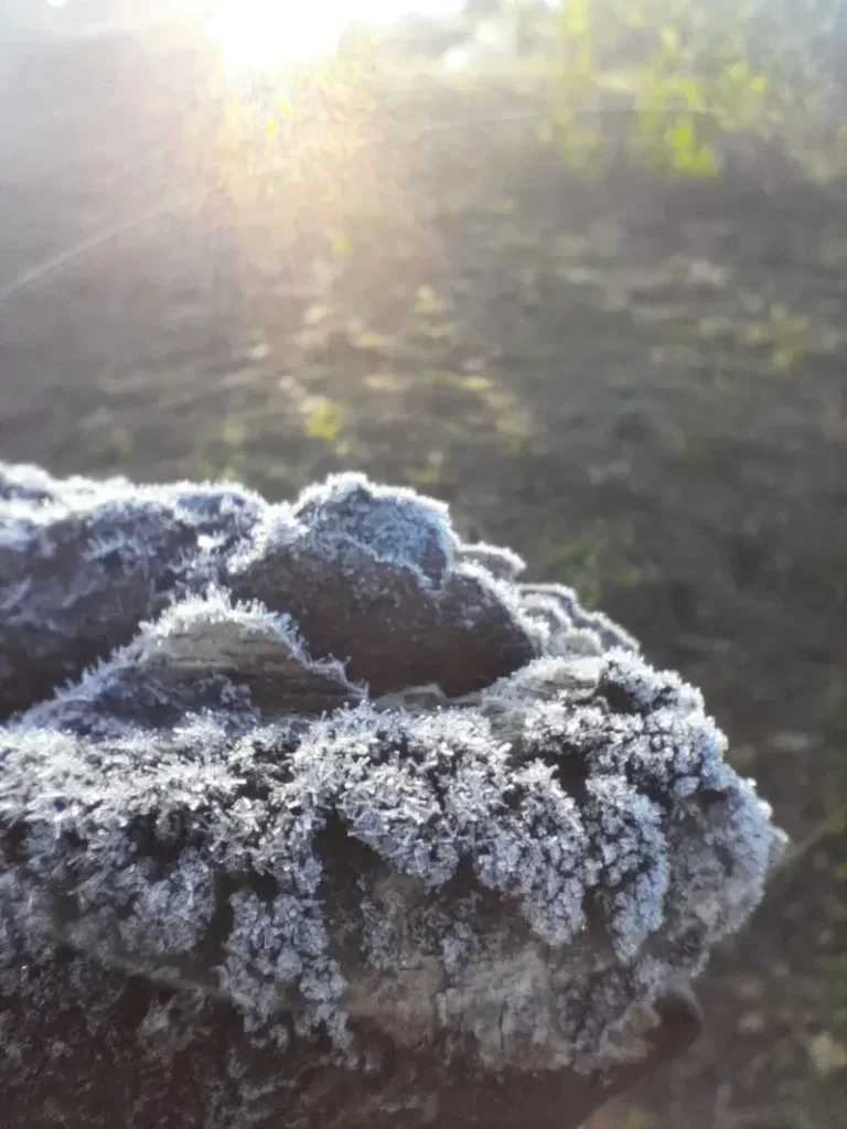 Frio Intenso Provoca Geada Em Municípios Do Paraná Palmas Registra Sensação De 12,5 ºc 5