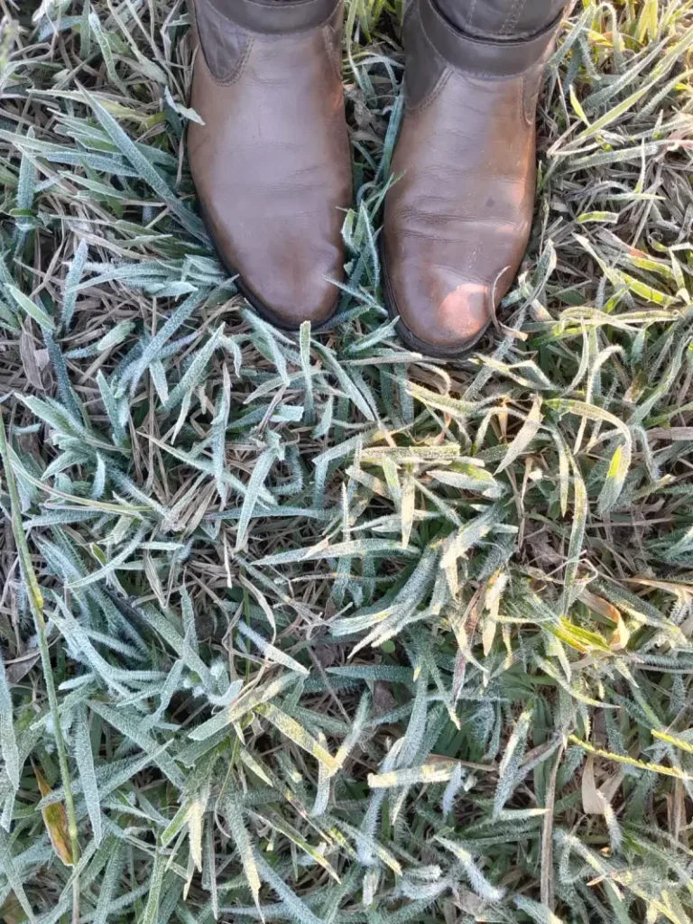 Frio Intenso Provoca Geada Em Municípios Do Paraná; Palmas Registra Sensação De 12,5 ºc 6