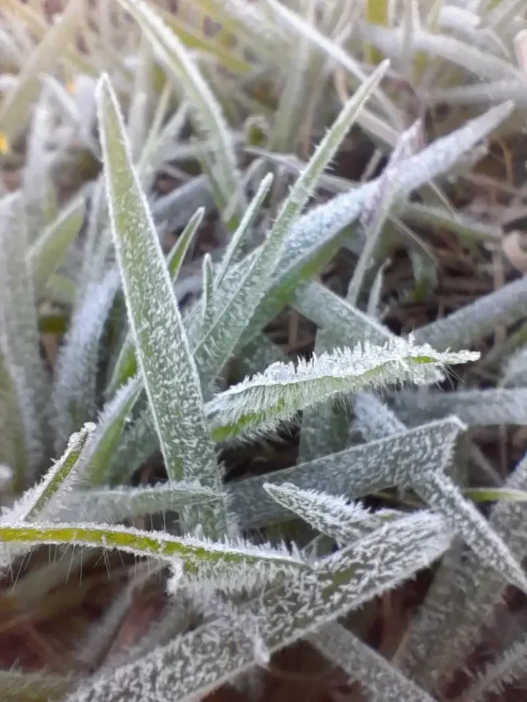 Frio Intenso Provoca Geada Em Municípios Do Paraná; Palmas Registra Sensação De 12,5 ºc 7