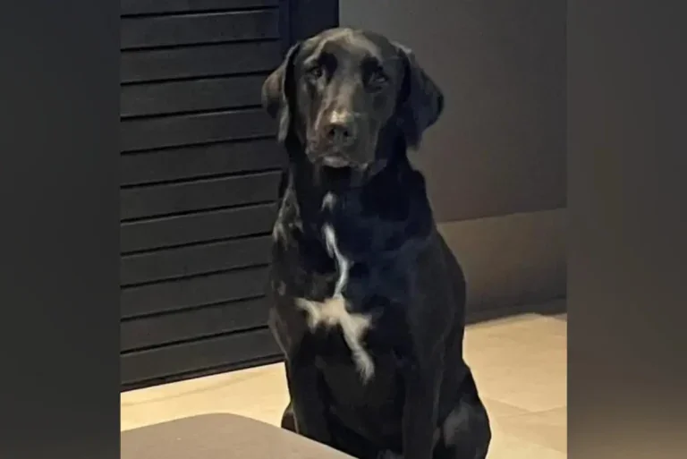 Jade A Mascote Do Pequeno Bernardo Está Desaparecida