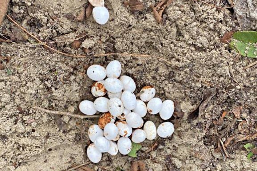 Lagarto Teiú Entra Na Fase De Sono Profundo E Iat Faz Orientação (1)