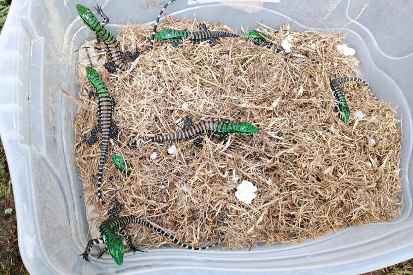 Lagarto Teiú Entra Na Fase De Sono Profundo E Iat Faz Orientação (2)