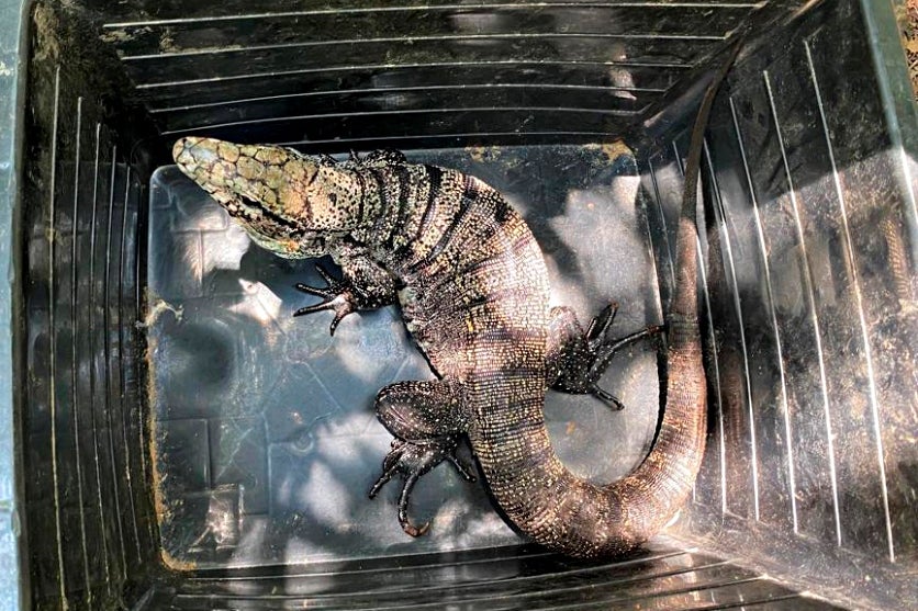 Lagarto Teiú Entra Na Fase De Sono Profundo E Iat Faz Orientação (3)