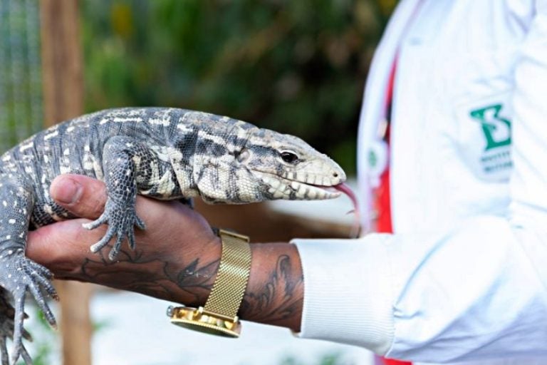 Lagarto Teiú Entra Na Fase De Sono Profundo E Iat Faz Orientação (4