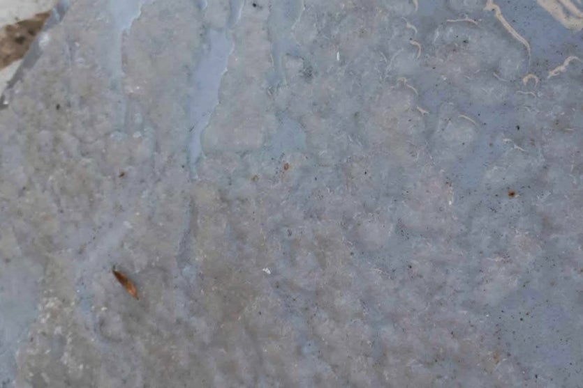 Moradores Registram Geada E Previsão Indica 4ºc Em Umuarama (1)