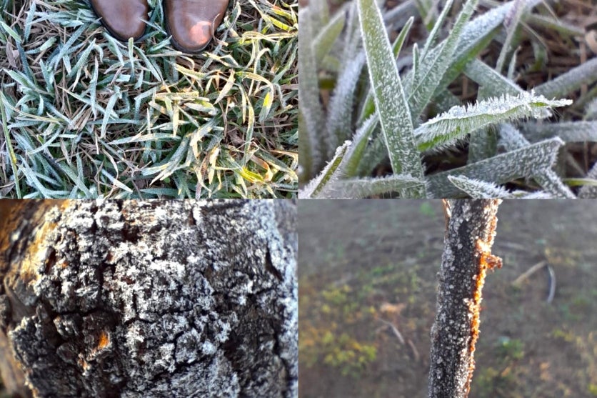 Moradores Registram Geada E Previsão Indica 4ºc Em Umuarama (3)