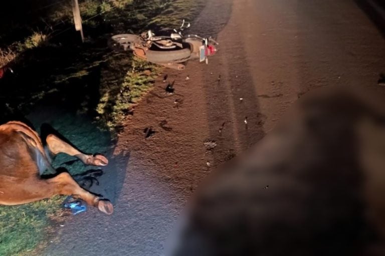 Motociclista fica ferido: a colisão resultou na morte do animal.