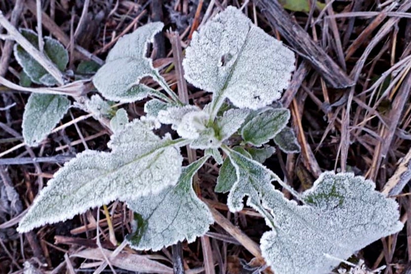 Paraná Tem Frio Recorde De 7,8°c Nesta Quarta Feira (1)