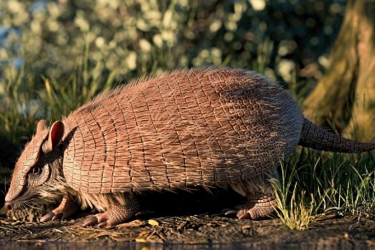 Pesquisa Mostra Tatu Que Viveu No Paraná Há 40 Milhões De Anos (1)