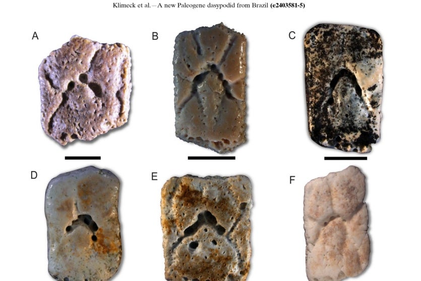 Pesquisa Mostra Tatu Que Viveu No Paraná Há 40 Milhões De Anos (2)
