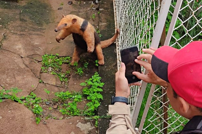 Polícia Rodoviária Resgata Tamanduá Mirim Atropelado Na Pr 492 (1)