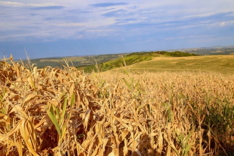 Plantação De Milho Na Fazenda Esperança Em Lindoeste