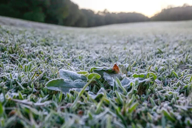 Simepar Prevê Geada Negra E Frio Recorde No Paraná