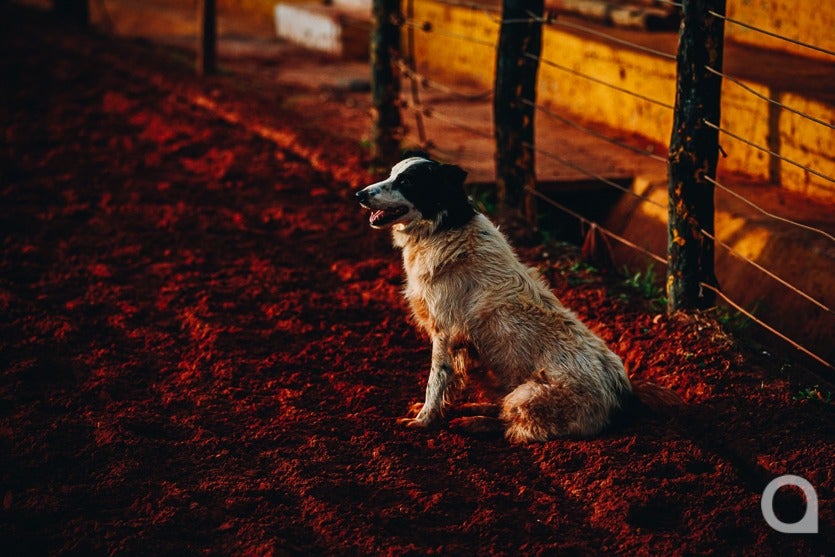 Equitação Rural (4)