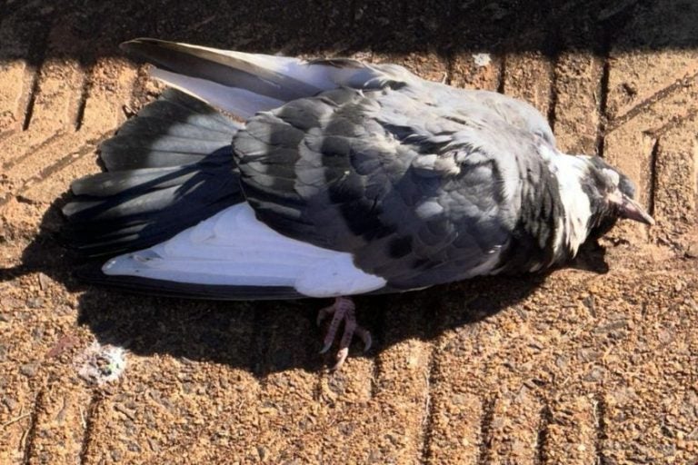 Frio Morte Aves