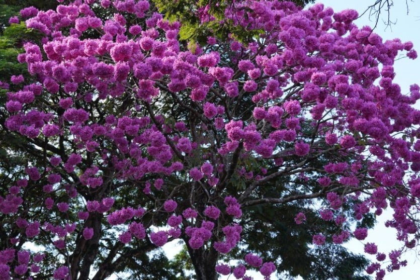 522873192 548144881622625 5833547869397960390 N