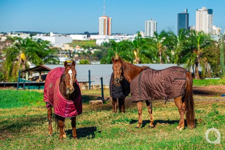 Cavalo Frio 01