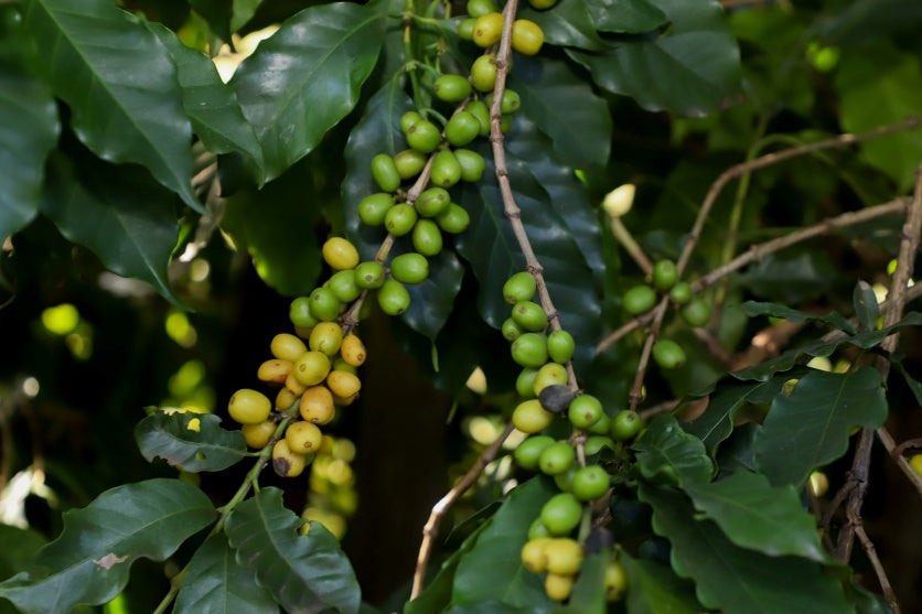 Há 50 Anos, Geada Negra Marcava Fim Do Ciclo Do Café No Paraná 2