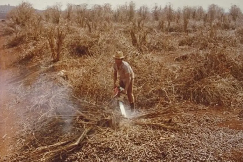 Há 50 Anos, Geada Negra Marcava Fim Do Ciclo Do Café No Paraná 3