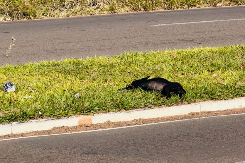 Homem Sofre Ferimentos Graves Na Perna Após Atropelar Cachorra (2)
