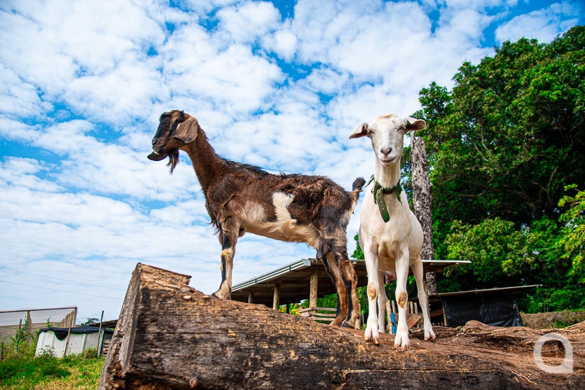 Leite De Cabra impulsiona Renda De Propriedade Em Umuarama (10)