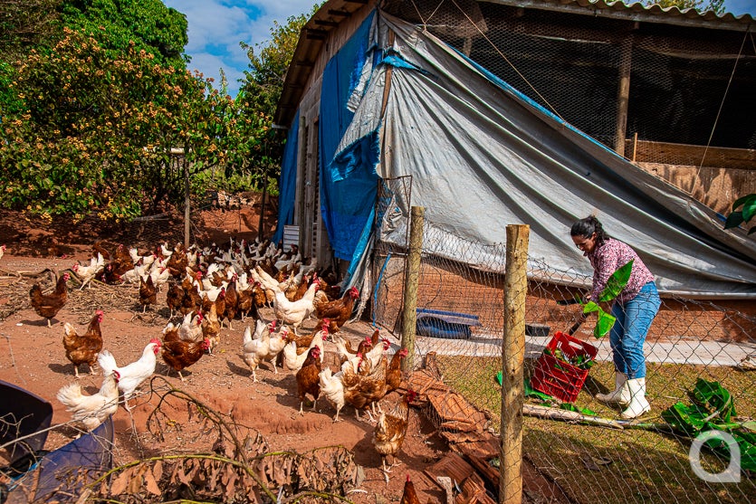 Leite De Cabra impulsiona Renda De Propriedade Em Umuarama (21)