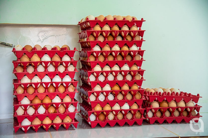 Leite De Cabra impulsiona Renda De Propriedade Em Umuarama (22)