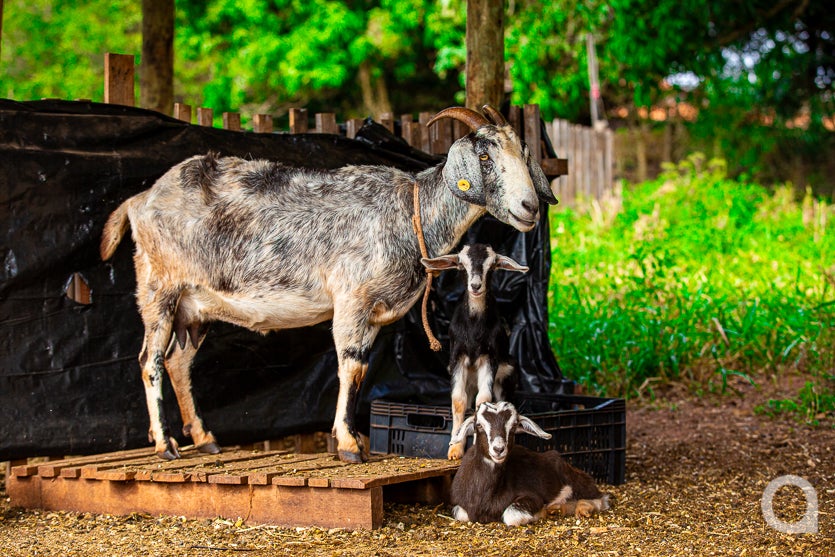 Leite De Cabra impulsiona Renda De Propriedade Em Umuarama (31)
