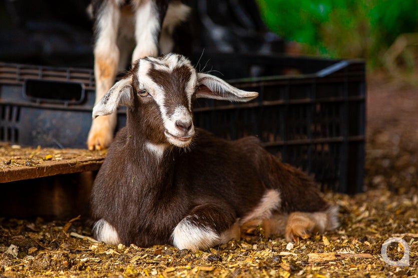 Leite De Cabra impulsiona Renda De Propriedade Em Umuarama (32)