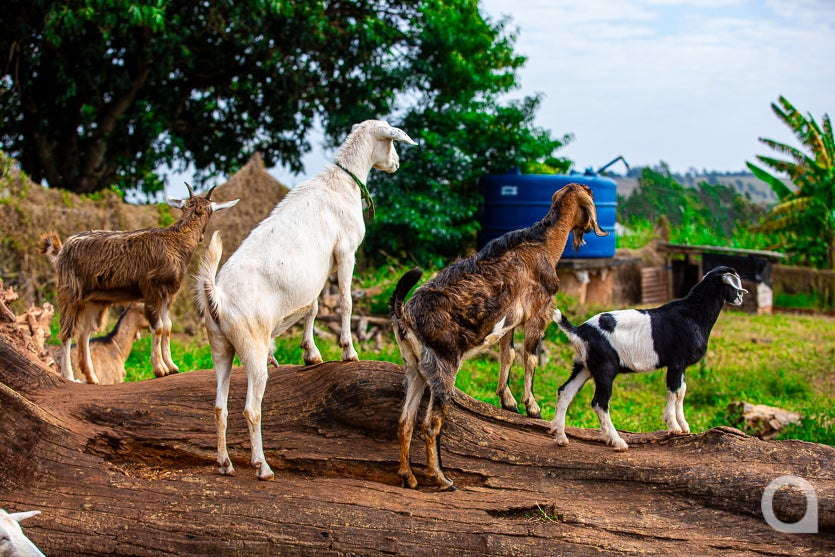 Leite De Cabra impulsiona Renda De Propriedade Em Umuarama (34)
