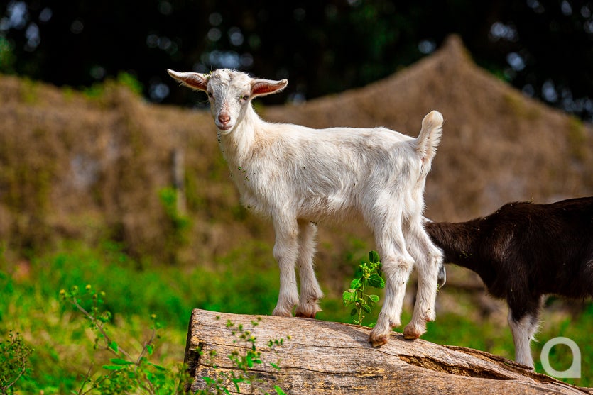 Leite De Cabra impulsiona Renda De Propriedade Em Umuarama (37)