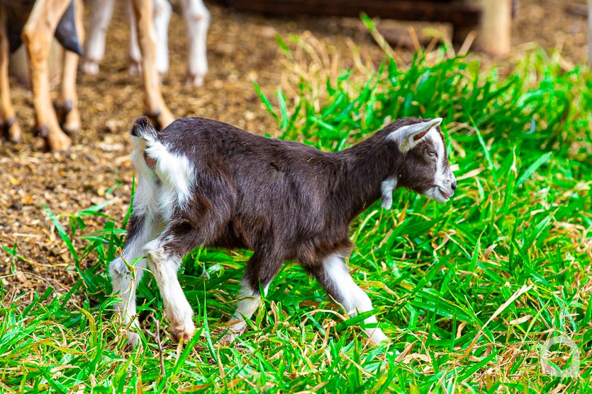 Leite De Cabra impulsiona Renda De Propriedade Em Umuarama (38)