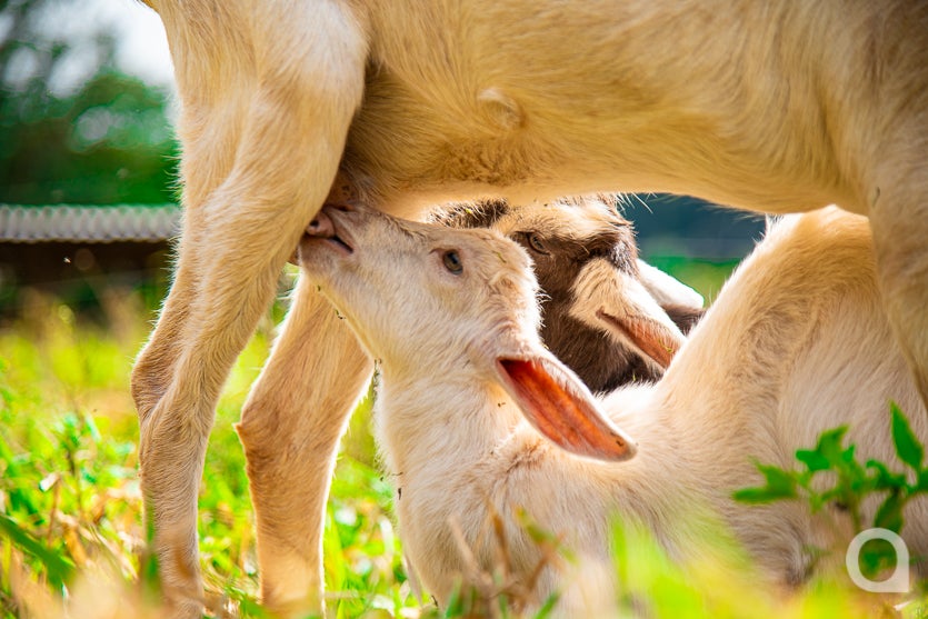 Leite De Cabra impulsiona Renda De Propriedade Em Umuarama (4)