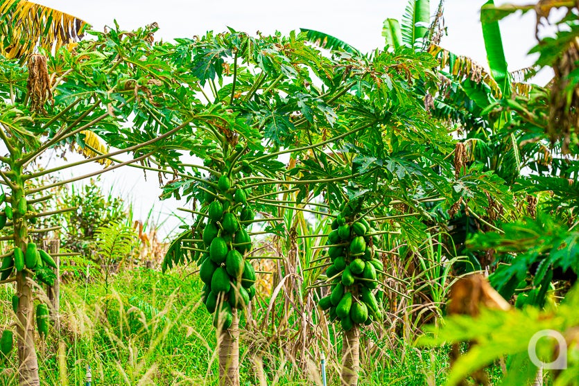 Leite De Cabra impulsiona Renda De Propriedade Em Umuarama (42)