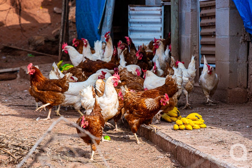 Leite De Cabra impulsiona Renda De Propriedade Em Umuarama (47)