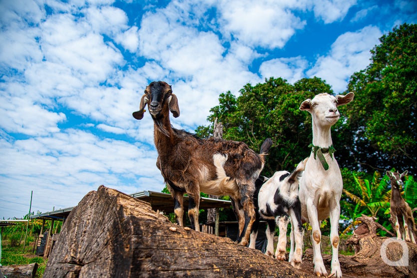 Leite De Cabra impulsiona Renda De Propriedade Em Umuarama (7)