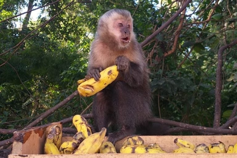 Moradores Pedem Doações De Alimentos Para Macacos Prego (1)