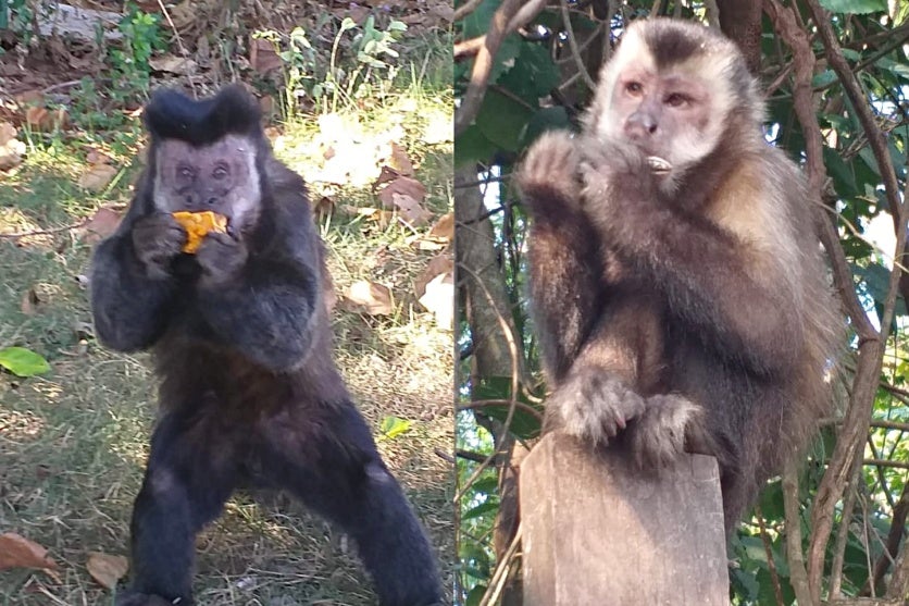 Moradores Pedem Doações De Alimentos Para Macacos Prego (1)