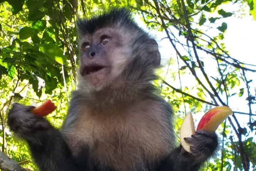 Moradores Pedem Doações De Alimentos Para Macacos Prego (2)