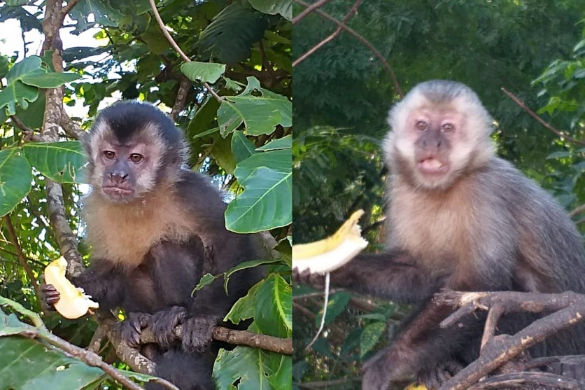 Moradores Pedem Doações De Alimentos Para Macacos Prego (2)