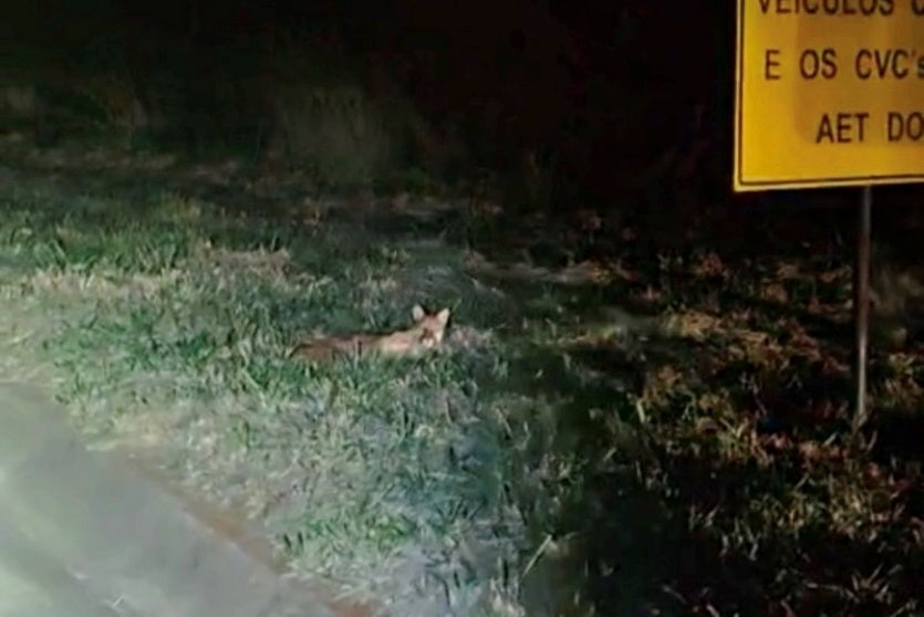 Prvias E Polícia Ambiental Resgatam Onça Parda Atropelada Na Pr 323 (1)